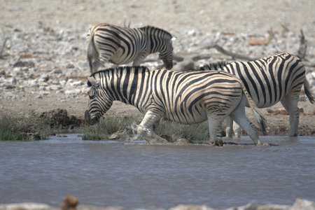 Zebras drinking at a waterhole in Etosha National Park, Namibiaの写真素材
