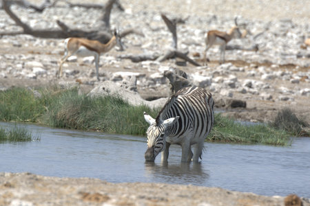 Zebras drinking at a waterhole in Etosha National Park, Namibiaの写真素材