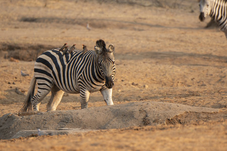 Plains zebra (Equus quagga burchellii)の写真素材