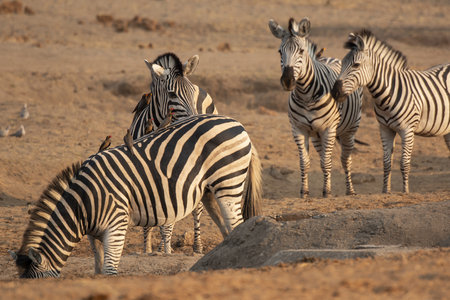 Zebras in the Etosha National Park, Namibiaの写真素材