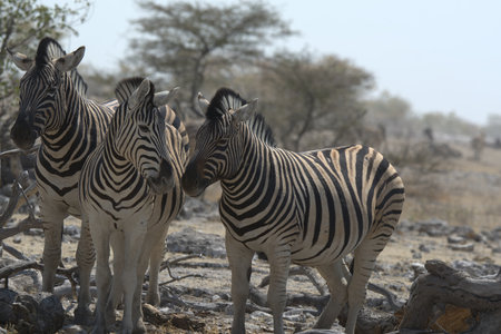 Zebras in the Etosha National Park, Namibiaの写真素材