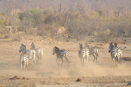 Zebras in the Etosha National Park in Namibiaの写真素材