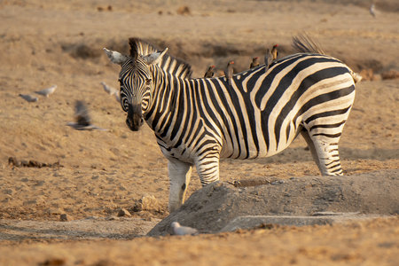 Plains zebra (Equus quagga) in Etosha National Park, Namibiaの写真素材