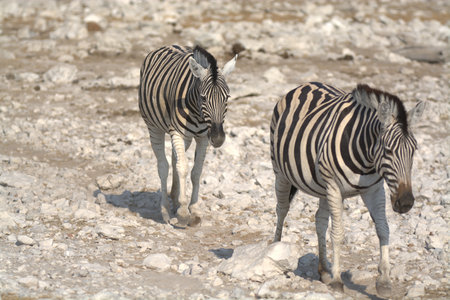 Two zebras in Etosha National Park, Namibiaの写真素材