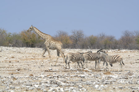 Giraffes and zebras in Etosha National Parkの写真素材