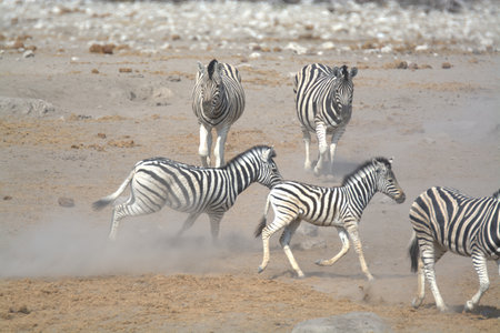 Zebras in the Etosha National Park in Namibiaの写真素材