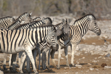 Herd of zebras in Etosha National Park, Namibiaの写真素材