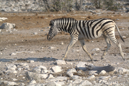 Plains zebra in Etosha National Park, Namibiaの写真素材