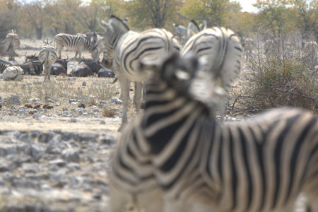 Wild zebras in Etosha National Park, Namibiaの写真素材