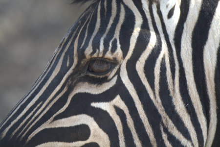 Zebra's eye close-up (Equus quagga)の写真素材