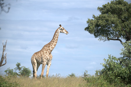 Giraffes in the Okavango Delta - Moremi National Park in Botswanaの写真素材