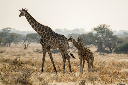 Giraffe mother and babyの写真素材