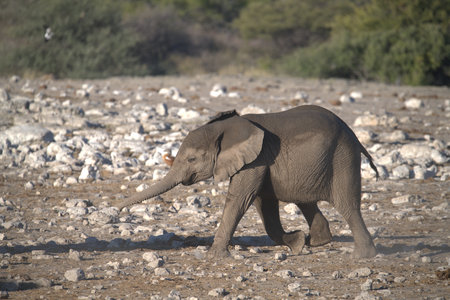 African Elephant - Loxodonta Africana - in the Etosha National Park, Namibiaの写真素材