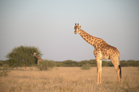 Giraffes in the Okavango Delta - Moremi National Park in Botswanaの写真素材