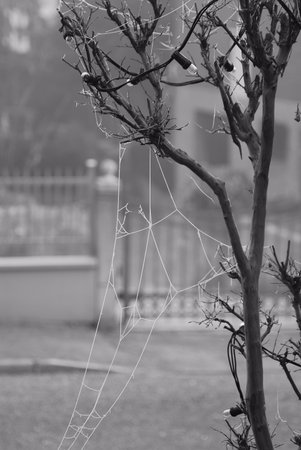 Spider web on a tree in the city. Black and white photo.の写真素材