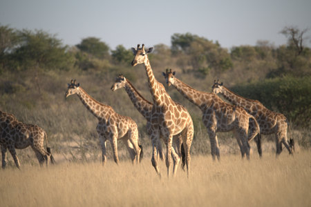 Group of Giraffes in the Moremi Game Reserve (Okavango River Delta), National Park, Botswana