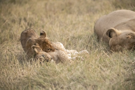 Lion cubs with mother lioness in the Masai Mara National Park in Kenyaの写真素材