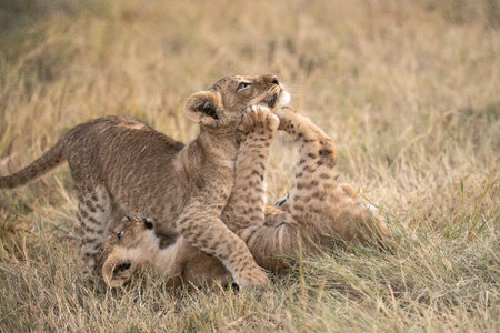 Lion cubs playing with mother in Masai Mara, Kenyaの写真素材