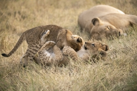Lion cubs playing with mother lioness in Maasai Mara National Park, Kenyaの写真素材