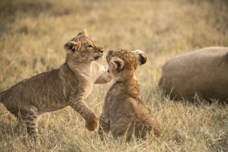 Lion cubs playing with mother lioness in Serengeti National Park, Tanzania