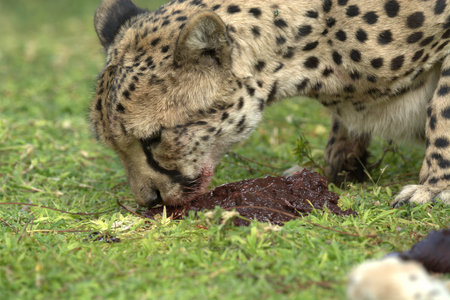 Cheetah - Acinonyx jubatusの写真素材