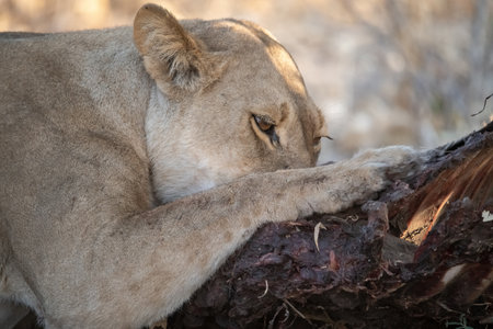 Lioness lying on a dead tree in the Kruger National Park, South Africa.の写真素材