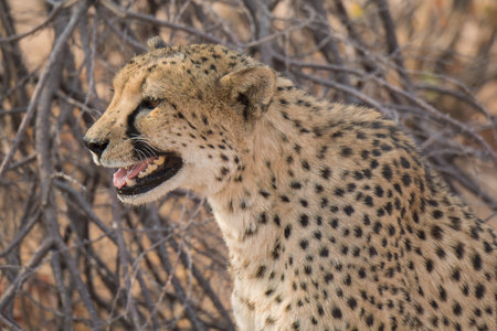 Cheetah (Acinonyx jubatus) in Namibia