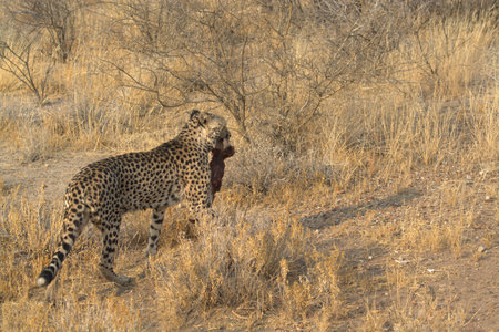 Cheetah in the Etosha National Park, Namibiaの写真素材