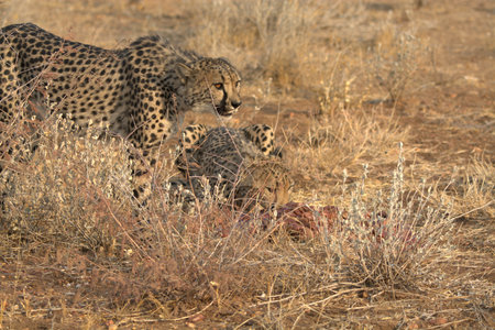 Cheetah mother and cubs in Namibiaの写真素材