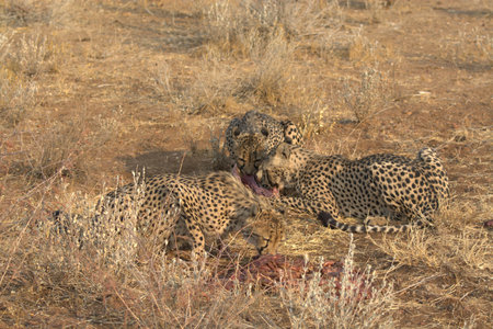 Cheetah (Acinonyx jubatus) in Serengeti National Park, Tanzaniaの写真素材