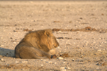 Lion in the Etosha National Park, Namibia.の写真素材