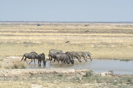 Zebras drinking at a waterhole in Etosha National Park, Namibiaの写真素材