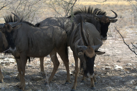 Blue wildebeest in Etosha National Park, Namibiaの写真素材