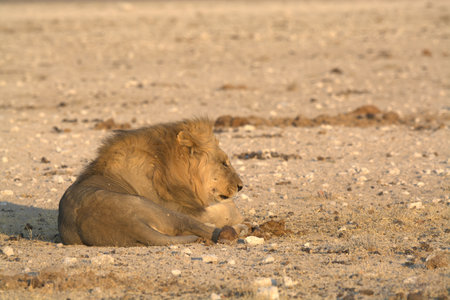 Lion in the Etosha National Park, Namibia.の写真素材