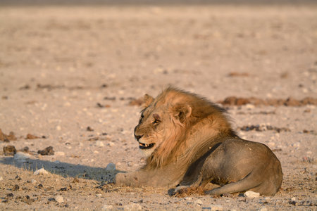 Male lion lying in the sand.の写真素材