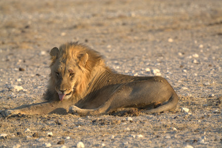 Lion lying in the sandの写真素材