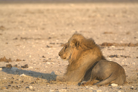 Lion lying in the sand in Etosha National Park, Namibiaの写真素材
