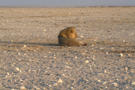 Lion in the Etosha National Park, Namibia.の写真素材