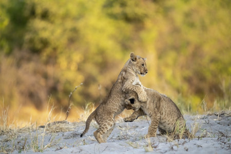 Lion cub playing with mother in Etosha National Park, Namibia