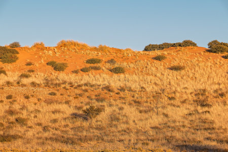 Sand dunes and grass in the desert of Algarve, Portugalの写真素材