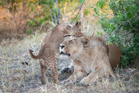 Lioness and cub in Okavango Delta, Botswanaの写真素材