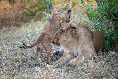 Lioness with cub in the savannah of Zimbabwe, Africaの写真素材