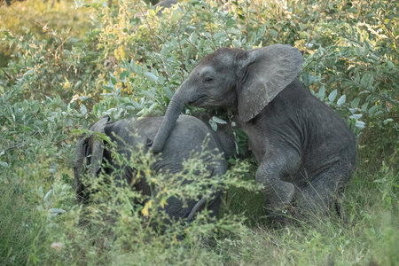 Baby elephant with mother in Chobe National Park, Botswana, Africaの写真素材