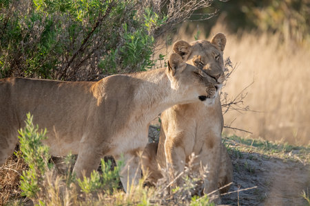 Lioness and her cub in the Chobe National Park, Botswana.の写真素材
