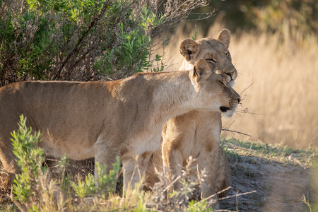 Lioness and lion cub in the Moremi Game Reserve (Okavango River Delta), National Park, Botswanaの写真素材