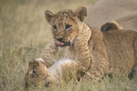 Lion cub playing with his mother in Serengeti National Park, Tanzaniaの写真素材