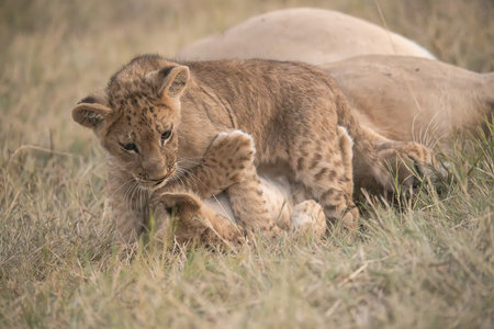 Lion cub playing in the grass in Maasai Mara National Park in Kenyaの写真素材