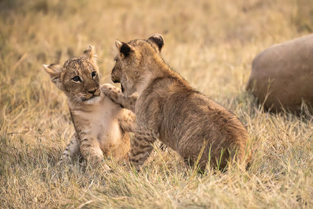Lion cubs playing in the grass in Maasai Mara National Park in Kenyaの写真素材