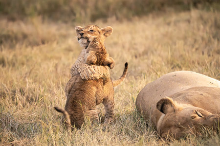 Lion cub playing with mother lioness in Masai Mara, Kenyaの写真素材