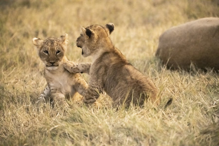 Lion cub playing with mother in Serengeti National Park, Tanzaniaの写真素材